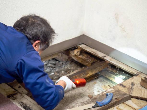 Certified Mold Removal in Toccoa, GA