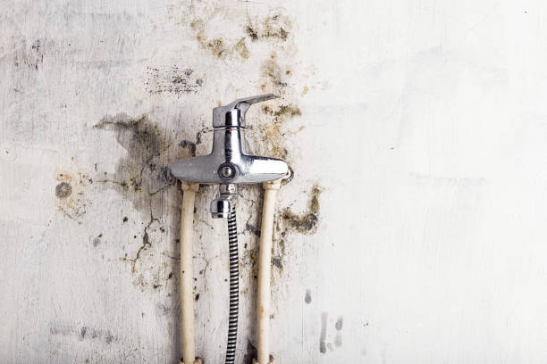 Best Home Mold Removal  in Toccoa, GA