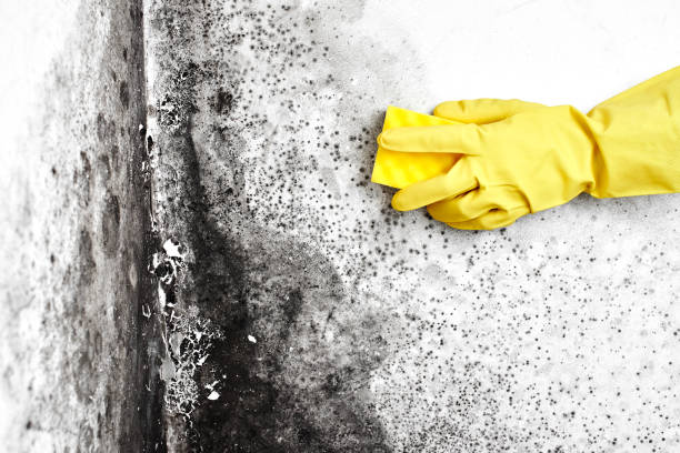 Best Local Mold Removal Service  in Toccoa, GA
