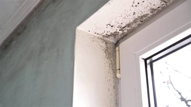 Best Mold Damage Repair  in Toccoa, GA
