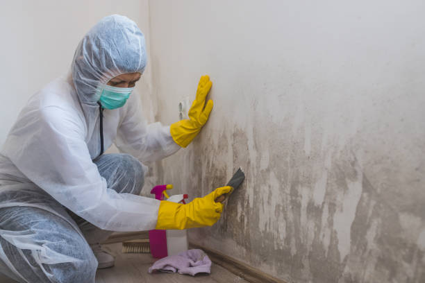 Best Crawl Space Mold Removal  in Toccoa, GA
