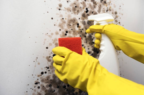 Best Affordable Mold Removal  in Toccoa, GA