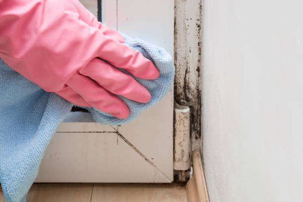 Office Mold Removal Services in Toccoa, GA