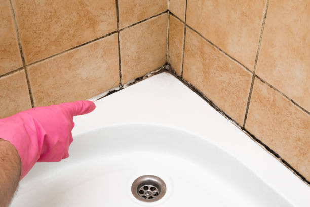 Best Black Mold Removal  in Toccoa, GA