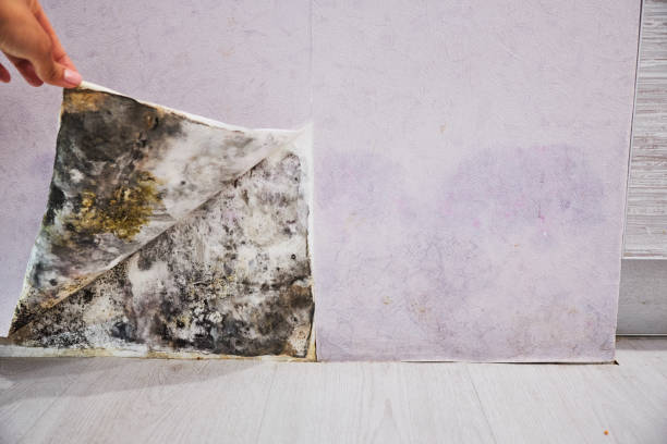 Best Toxic Mold Removal  in Toccoa, GA